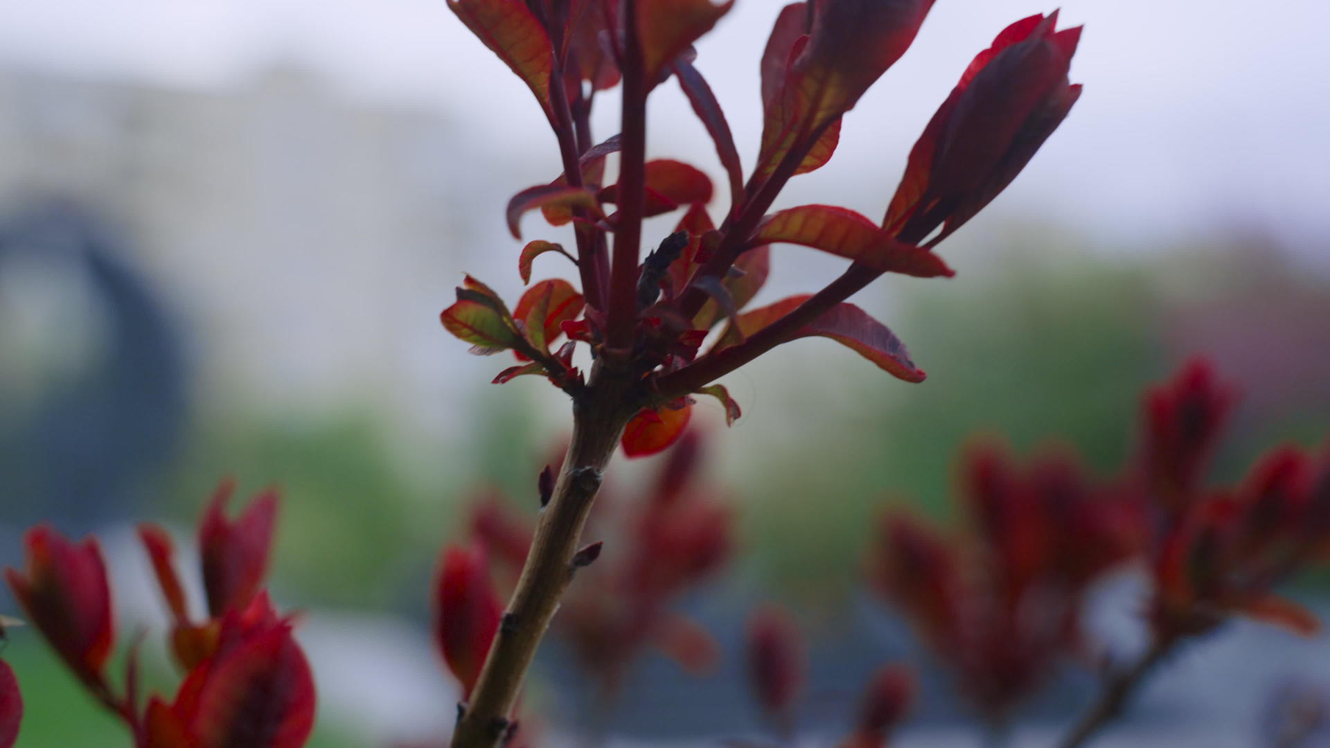 在舒适的城市公园树枝上绽放红叶视频的预览图