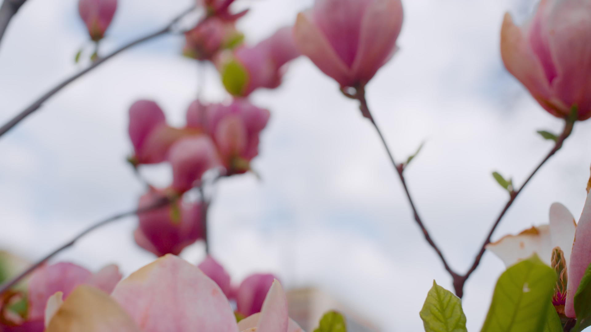 在蓝色多云的天空中鲜艳的粉色花朵早晨绽放视频的预览图