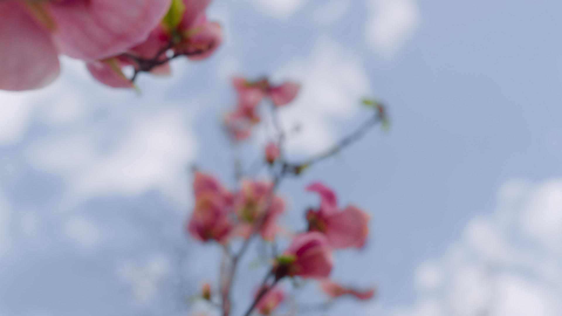 在蓝天云朵的衬托下特写粉色的花朵绽放视频的预览图