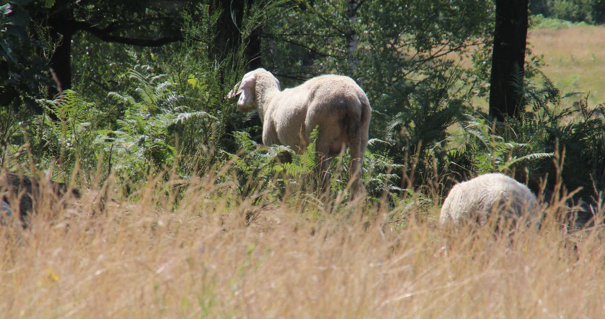 在炎热的中午羊群在树荫下视频的预览图