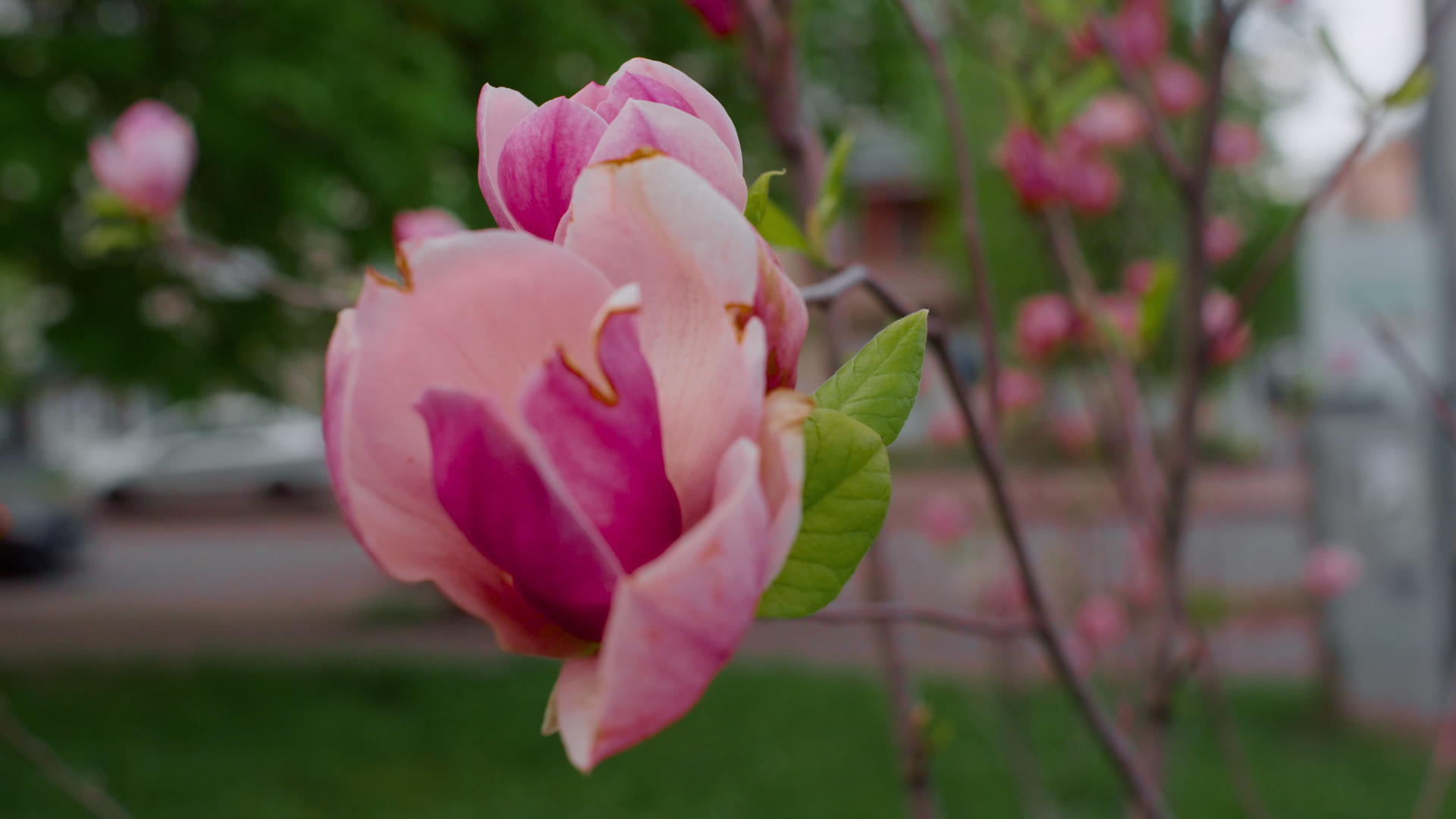 在特写镜头中美丽的粉色花朵绽放视频的预览图