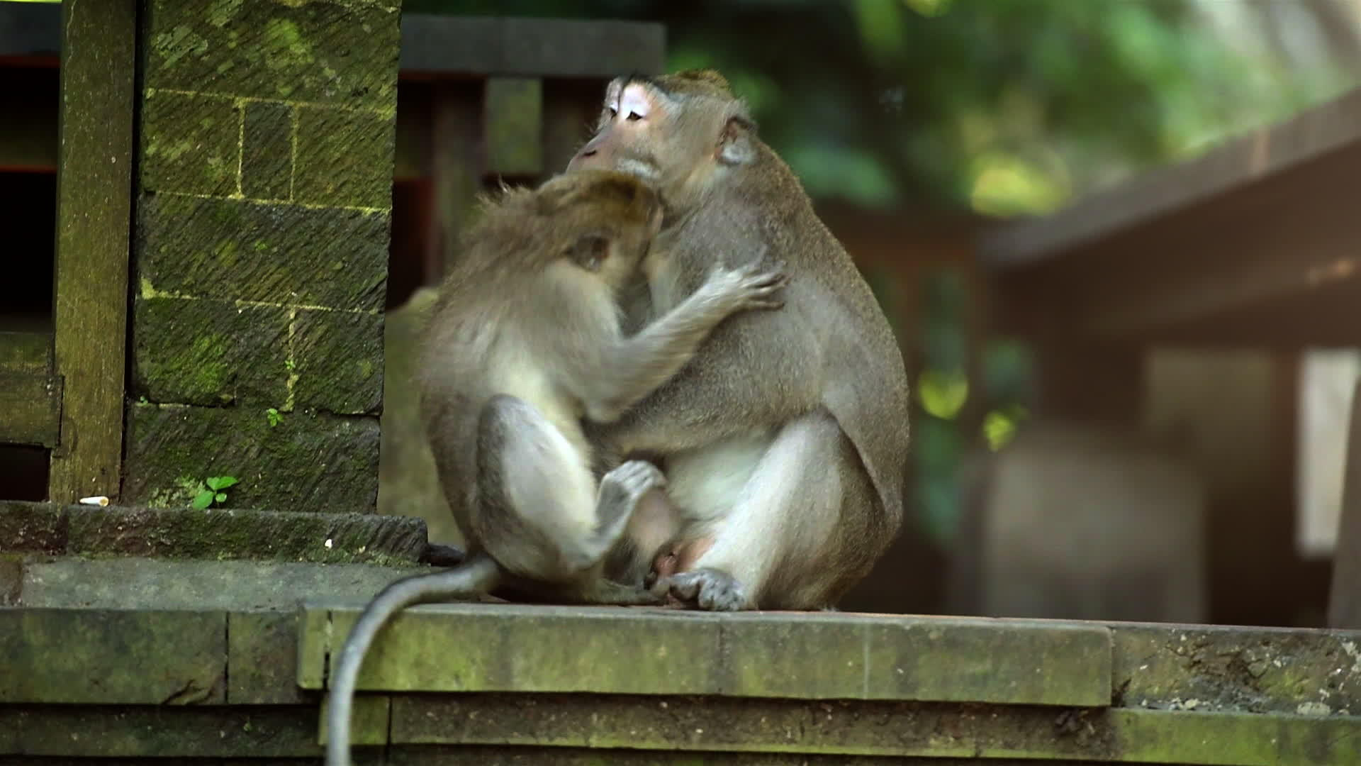 成年男猴子玩小猴子森林乌布德巴利印地安人视频的预览图