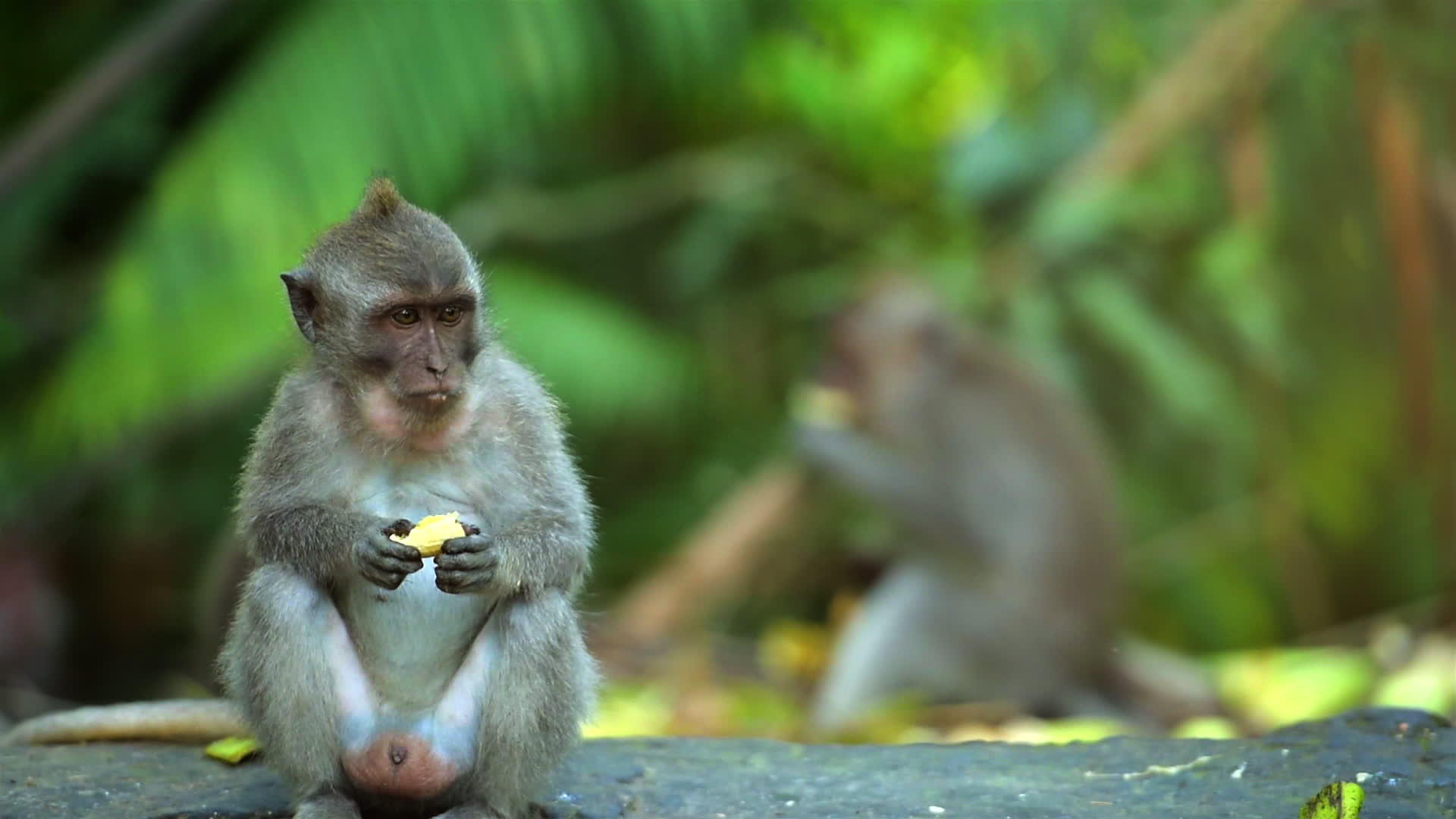 成年猴子坐在森林里吃香蕉水果猴子视频的预览图