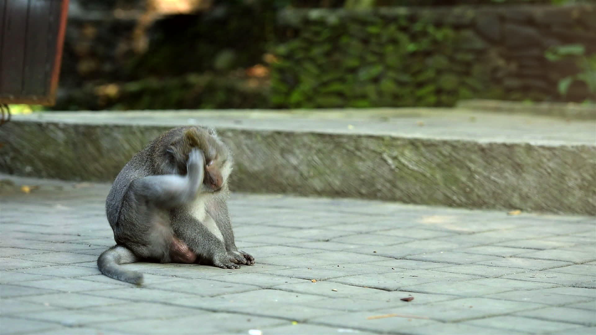 成年男子猴子坐着发痒猴子森林乌布德巴利没有睡眠视频的预览图