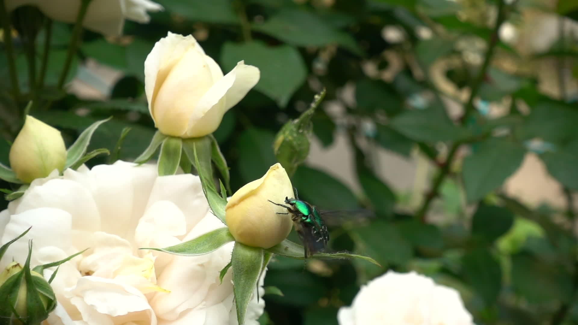 慢动作飞行甲虫视频的预览图