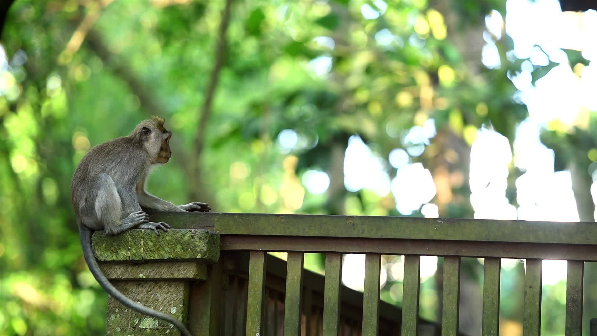 成年猴子在森林里玩耍视频的预览图