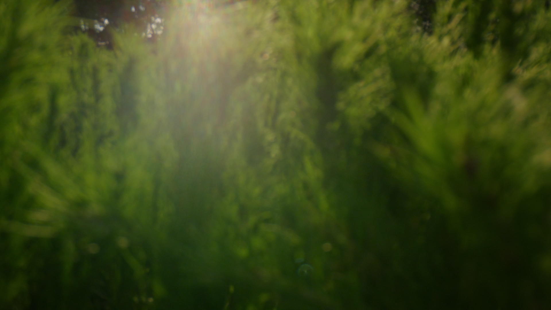 在明亮的金色阳光下特写松树枝在绿色森林中视频的预览图