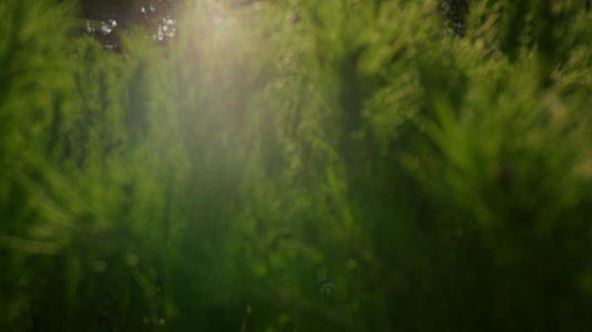 在明亮的金色阳光下特写松树枝在绿色森林中视频的预览图