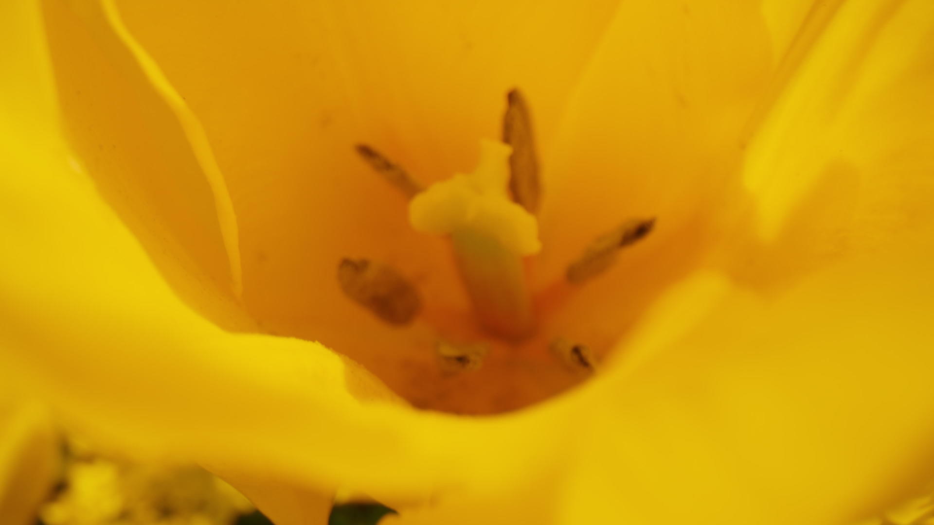 特写黄花瓣盛开视频的预览图