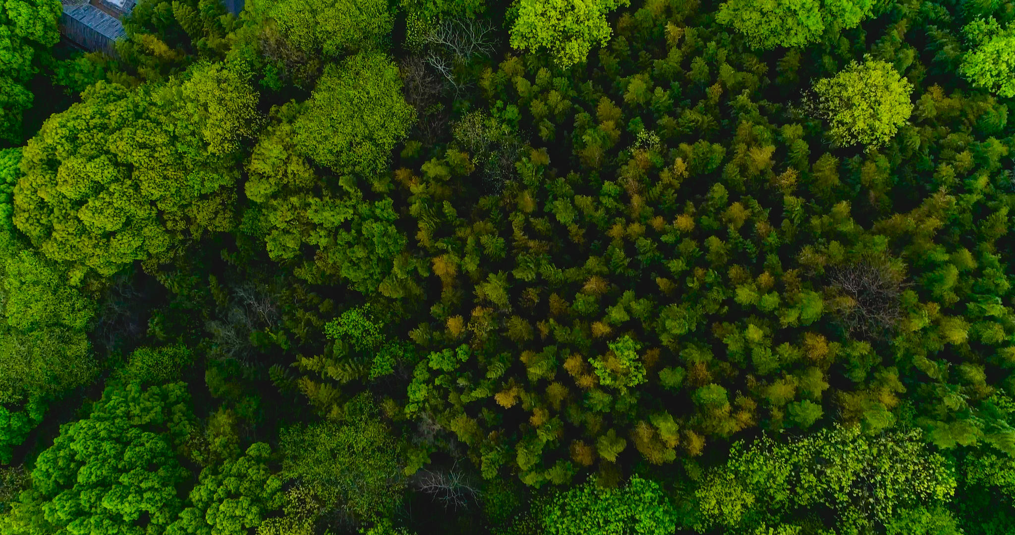 绿色的森林视频的预览图