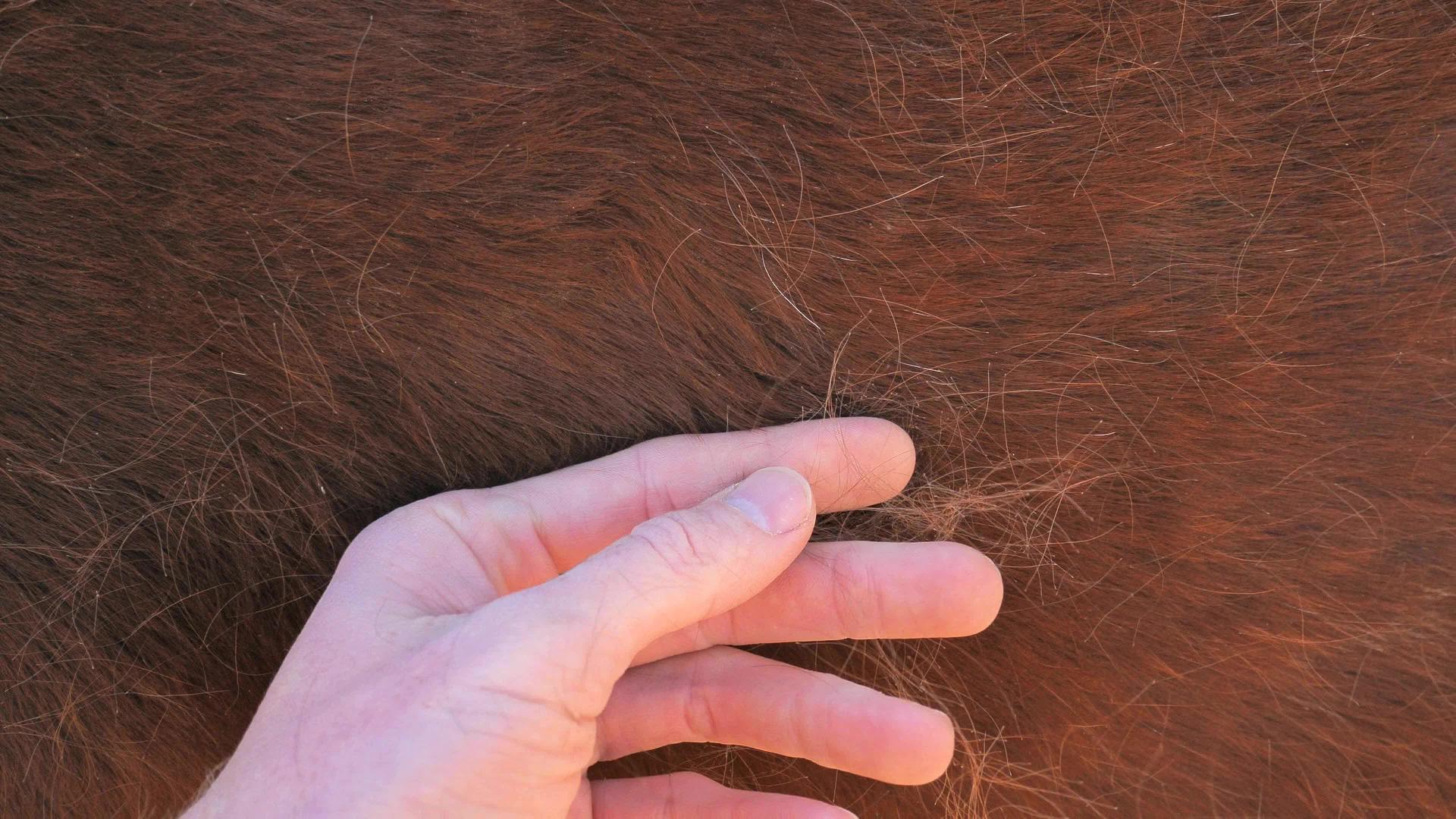农民们谈论一匹又大又肥的纯种马的侧肋骨和腹部太阳视频的预览图