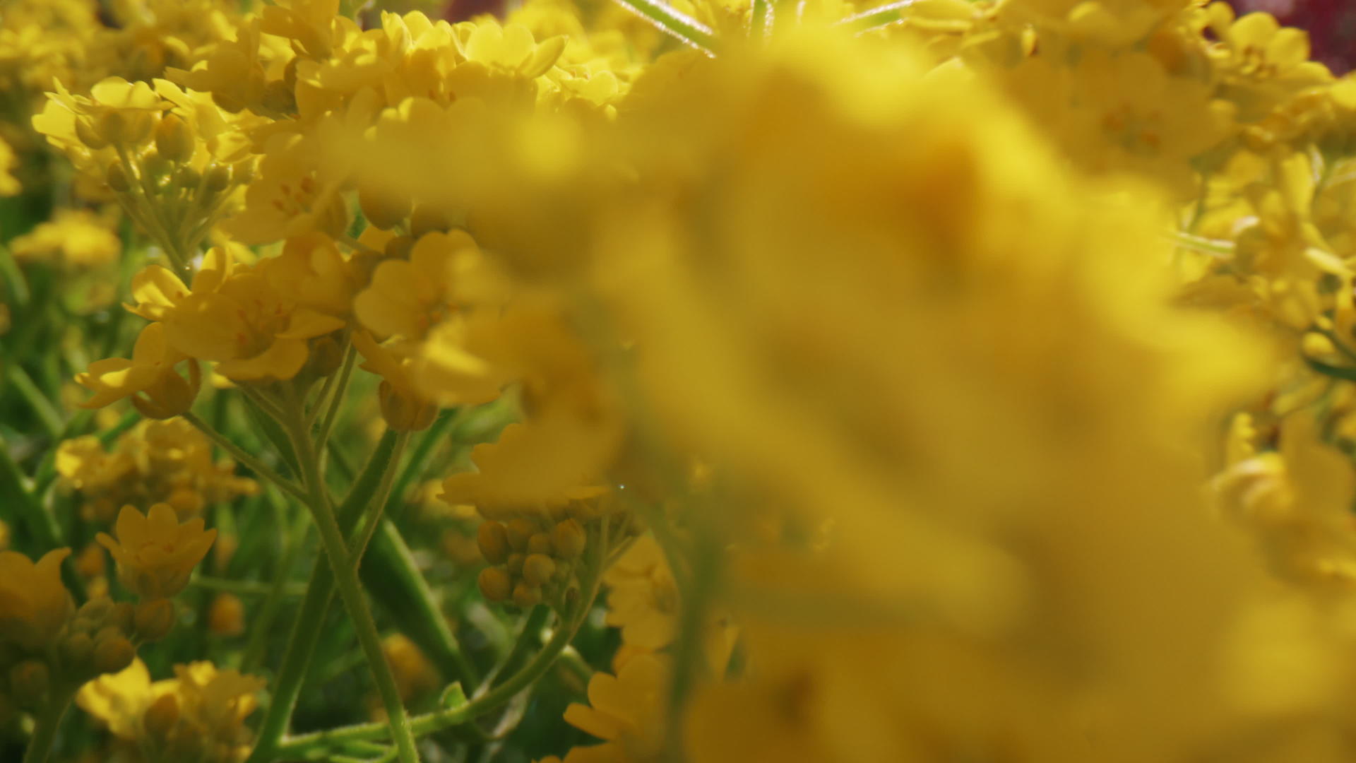 在阳光明媚的日子里黄花盛开视频的预览图