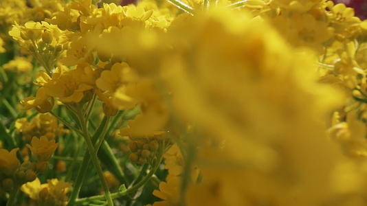 在阳光明媚的日子里黄花盛开视频的预览图