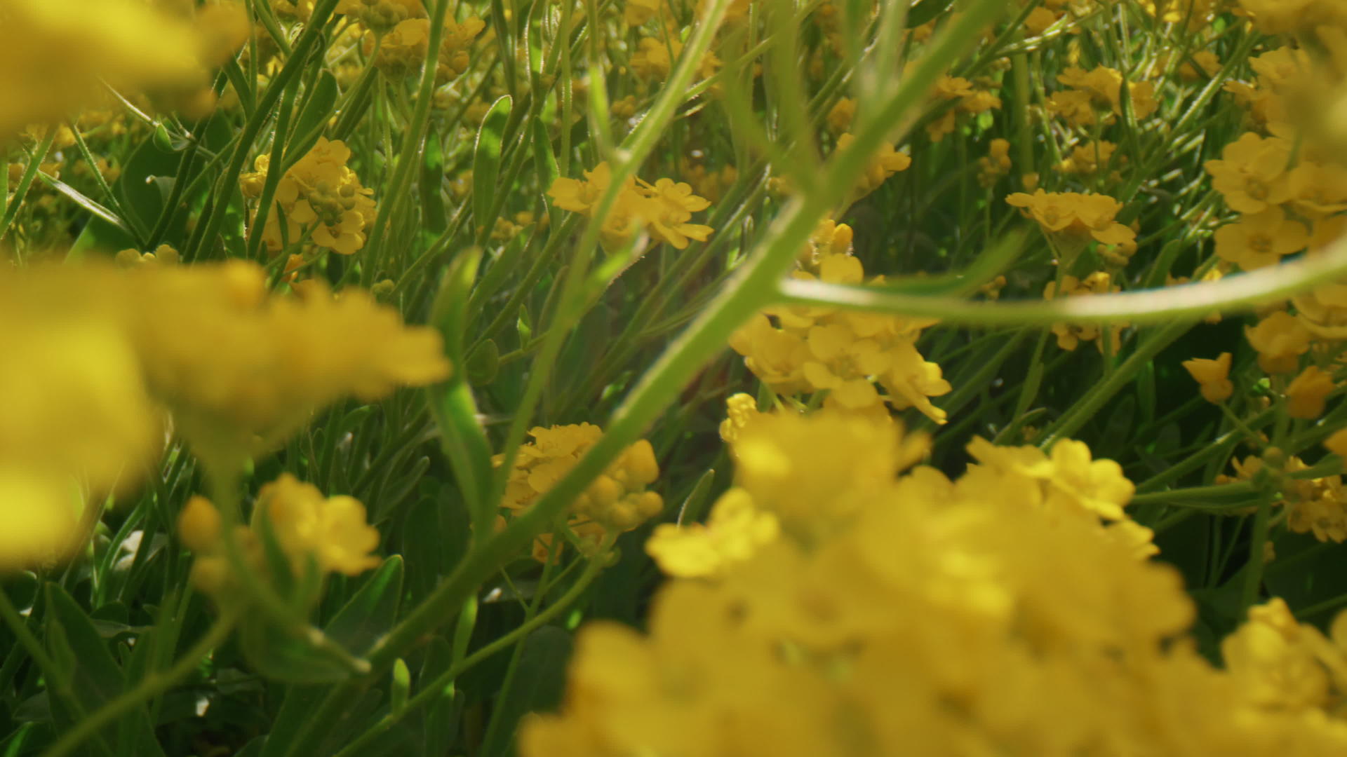 白日美丽的黄花在田野里绽放视频的预览图