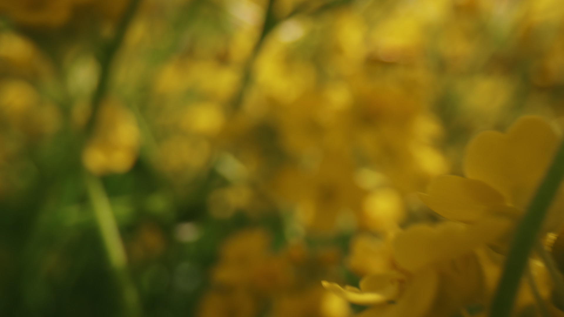 黄花在温暖的日子里在田野里绽放视频的预览图