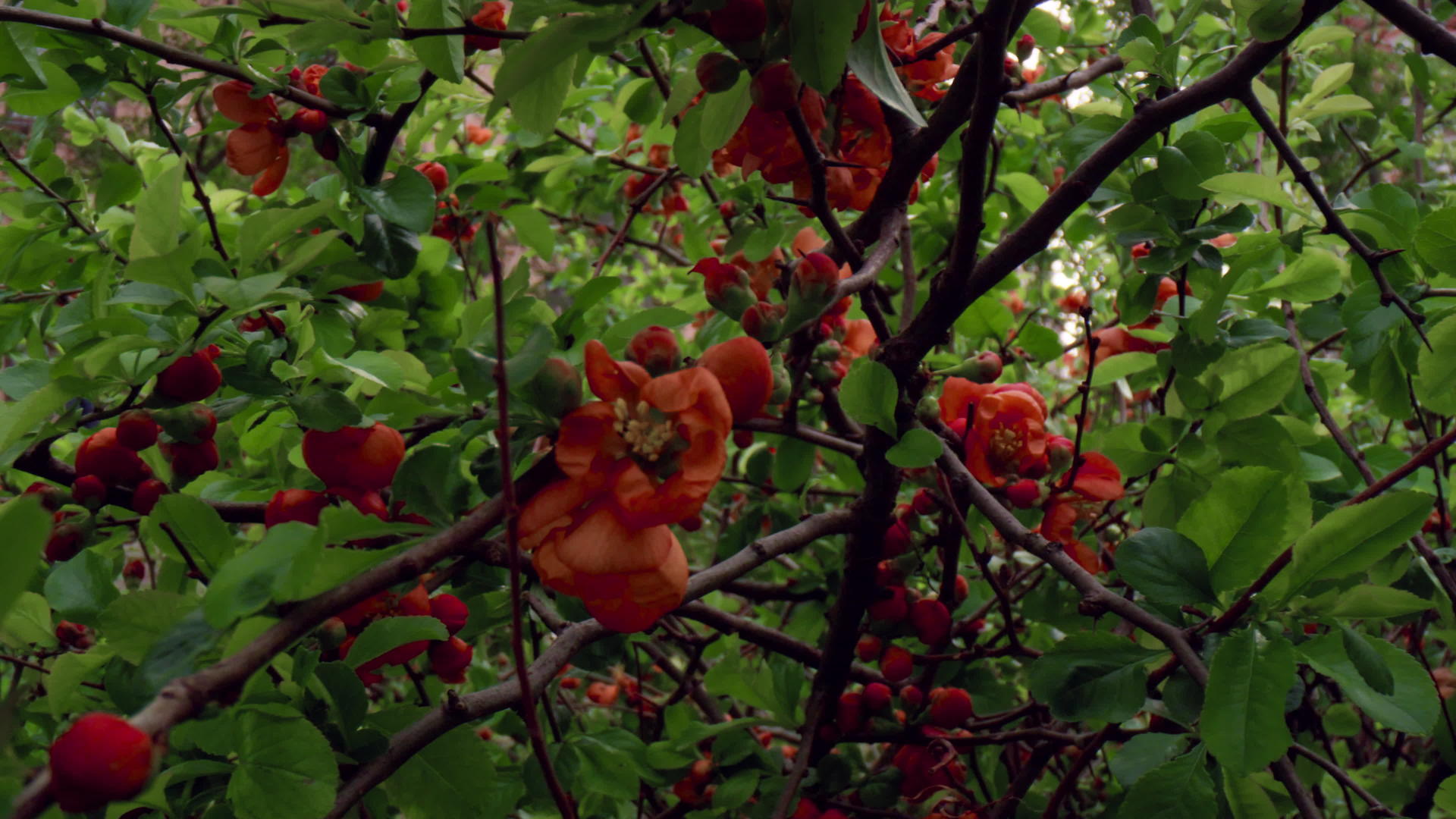 在森林的绿叶中红树花盛开视频的预览图