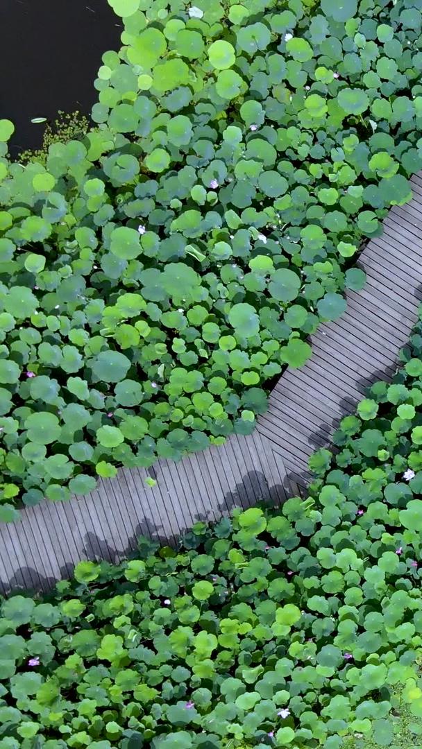 中国科学院植物园荷花园荷塘及栈桥视频的预览图
