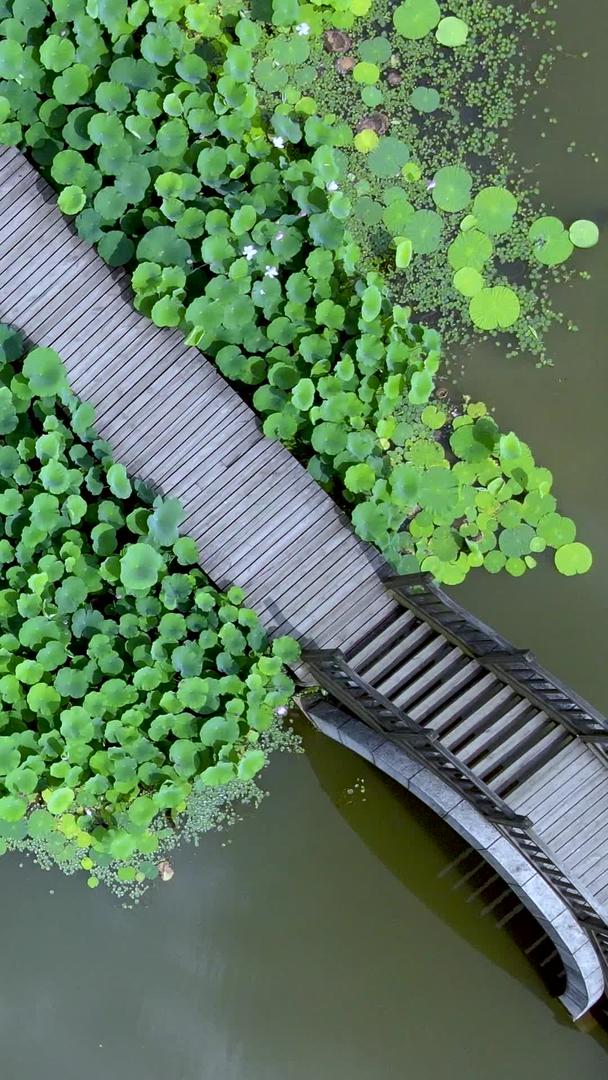 中国科学院植物园荷花园荷塘及栈桥视频的预览图