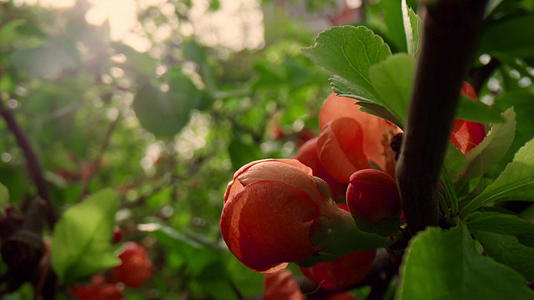 红树花在阳光下绽放视频的预览图