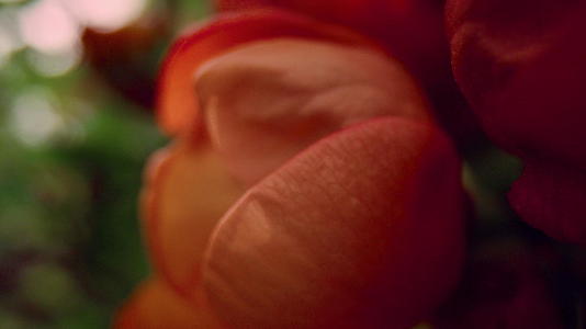 红色花瓣特写镜头在叶子上开花视频的预览图