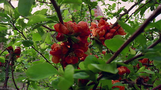 特写镜头中的红花开花视图视频的预览图