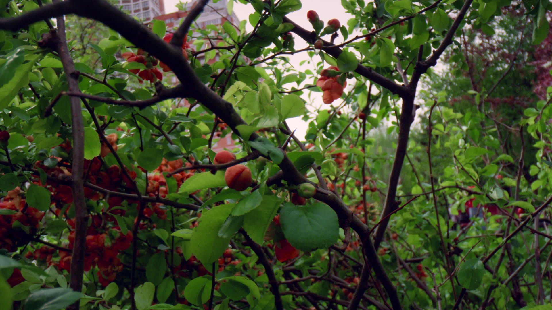 红树花在城市公园的天空中绽放视频的预览图