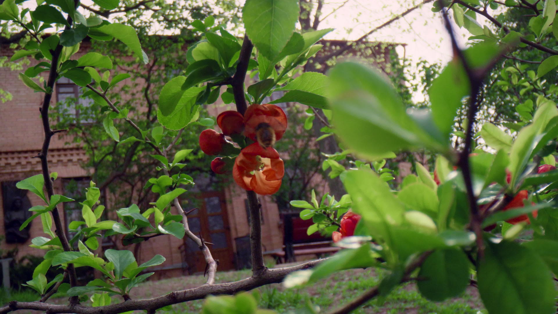 公园里盛开的红树花和大黄蜂视频的预览图