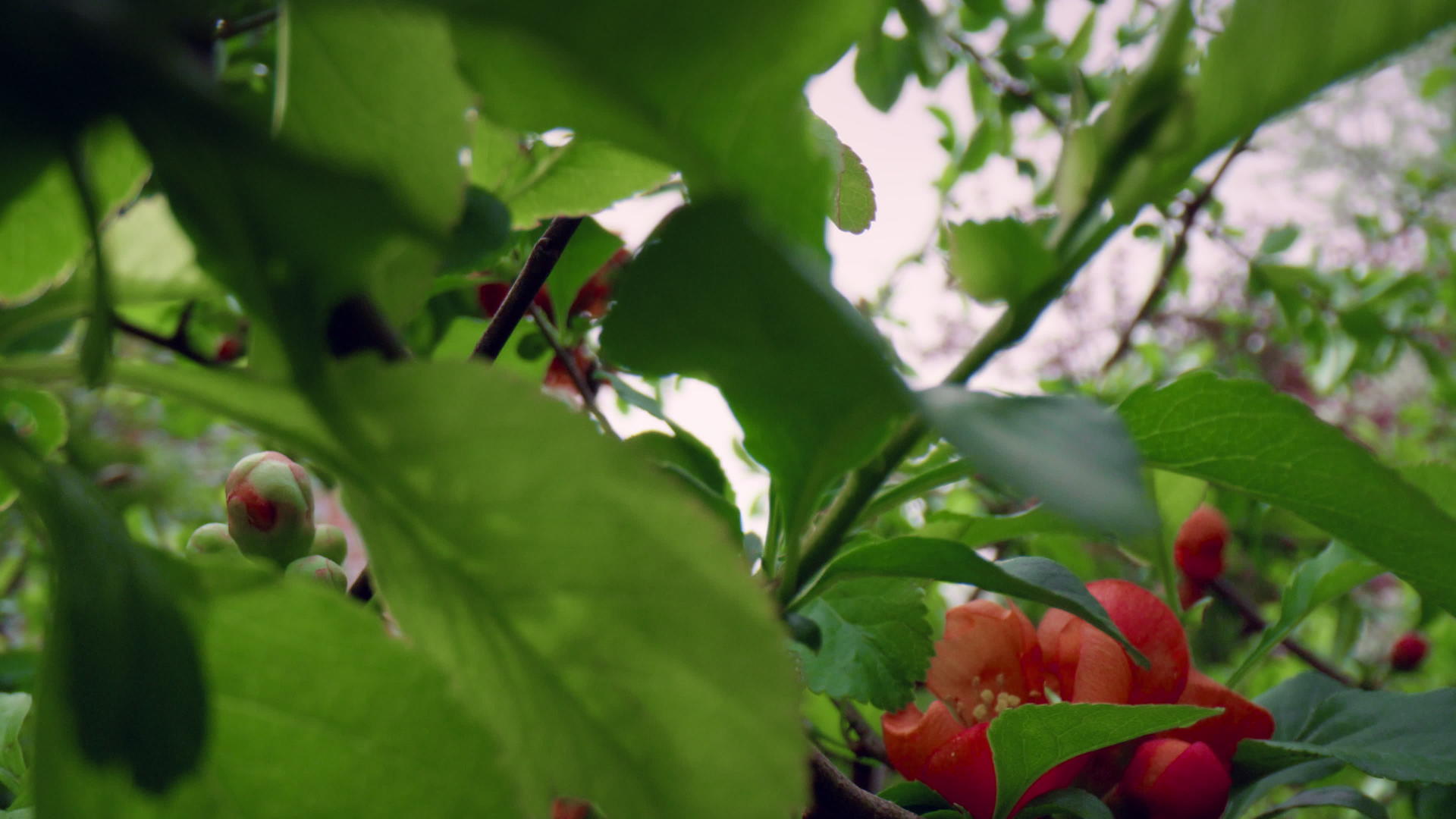美丽的红树花在绿色新鲜的树叶之间绽放视频的预览图