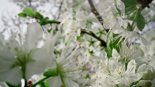 樱桃树开花的白花视频的预览图