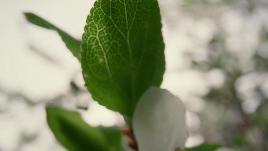 美丽的白花在树枝上绽放天空的特写视图视频的预览图