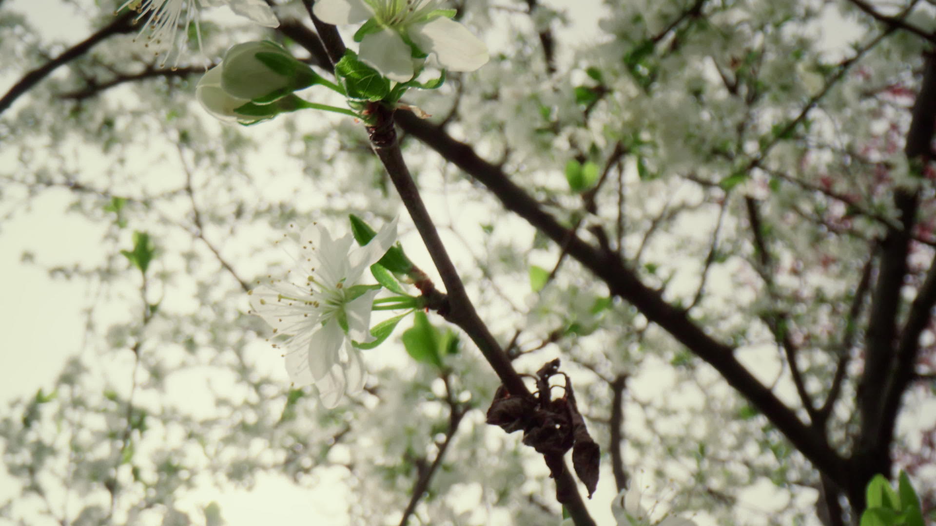 树枝上绽放着美丽的白花映衬着天空视频的预览图