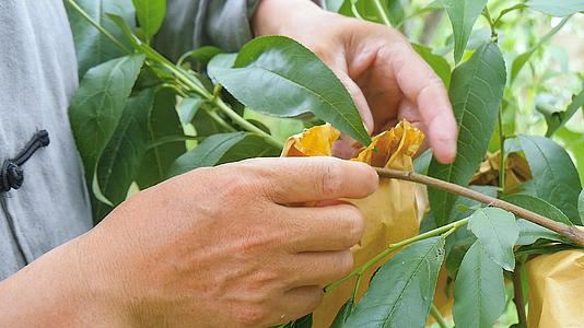 黄桃种植管理技术视频的预览图