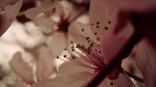 分支开花的树花特写镜头视图视频的预览图