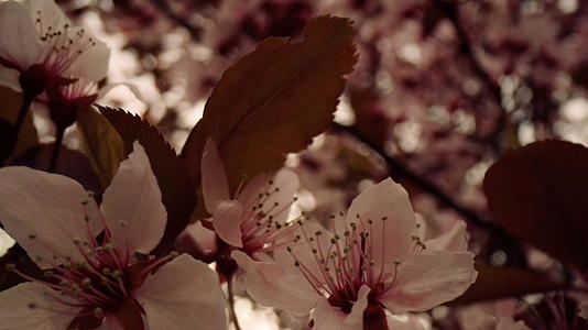 春季开花与白花的视图在树上视频的预览图