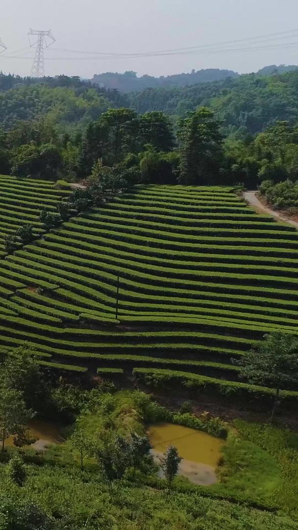 纳溪贡茶产地茶山航拍视频的预览图