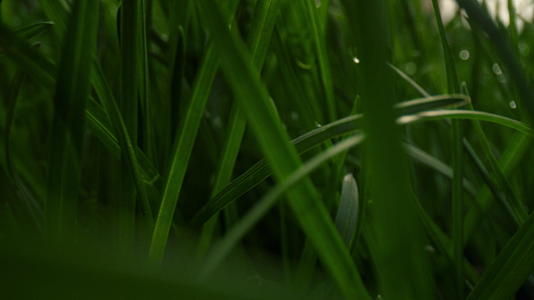 早晨新鲜草地上的露珠视频的预览图