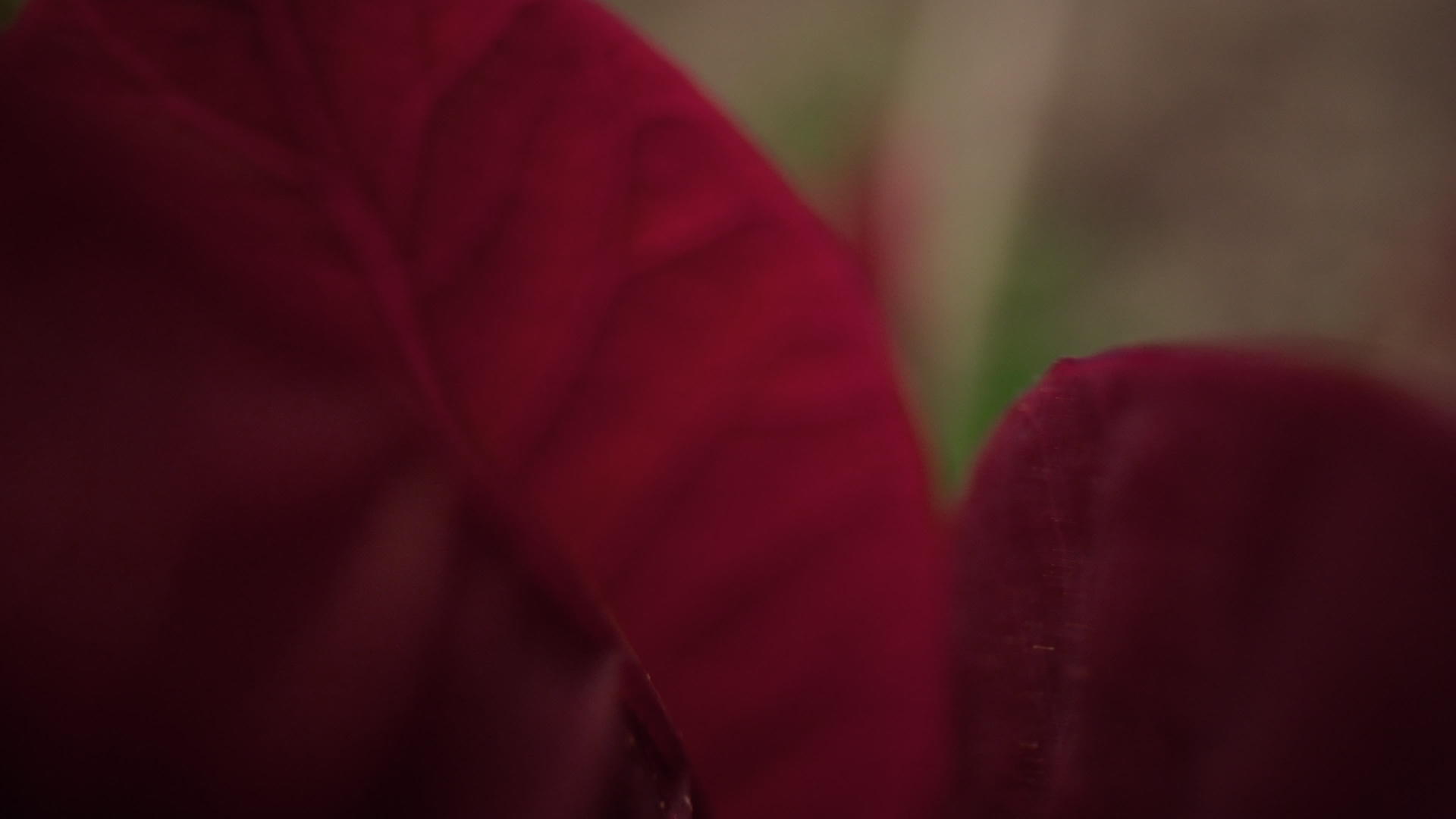 特写镜头中绿草绽放的红花瓣视频的预览图