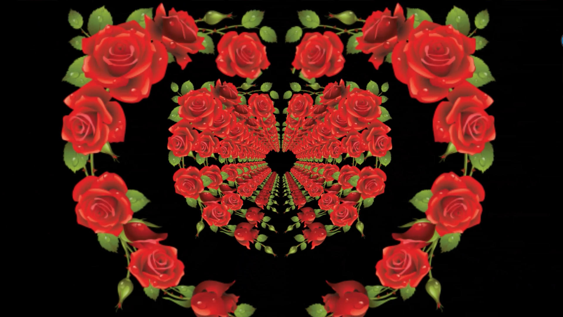三维玫瑰花动画元素带透明度视频的预览图
