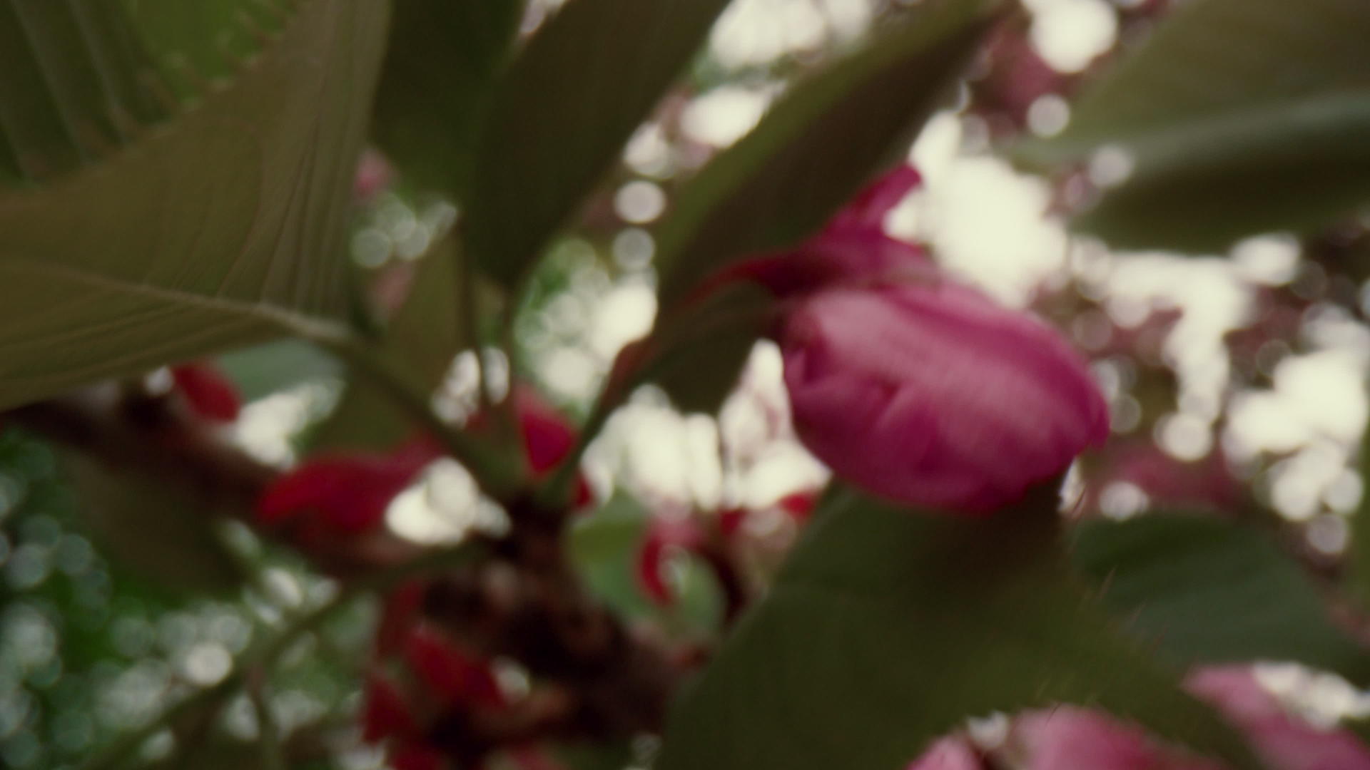 美丽的春天开花树枝上开着粉红色的花朵视频的预览图