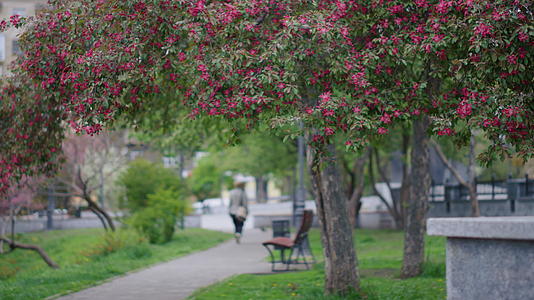 在绿叶间的公园里粉红色的樱桃花盛开视频的预览图