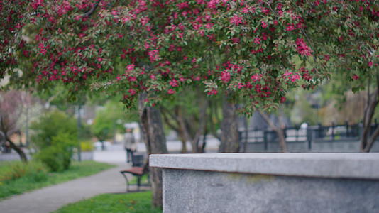 春暖花开的城市公园里有粉红色的树花视频的预览图