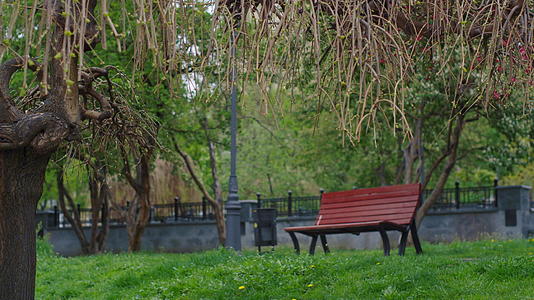 木凳上绽放着城市公园景观和树枝视频的预览图