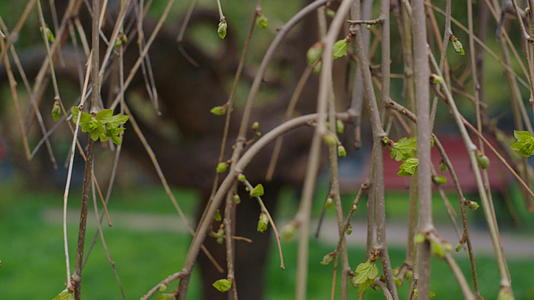 树枝在特写镜头中绽放在小城市公园景观中视频的预览图