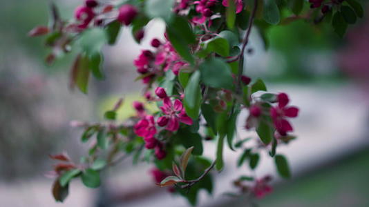 在温暖的春天紫树花在小城市公园里开花视频的预览图