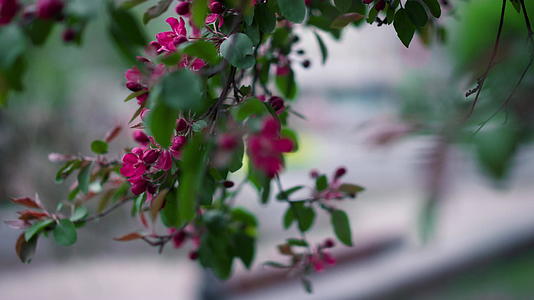 紫树花在绿叶中绽放与城市公园景观相映成趣视频的预览图