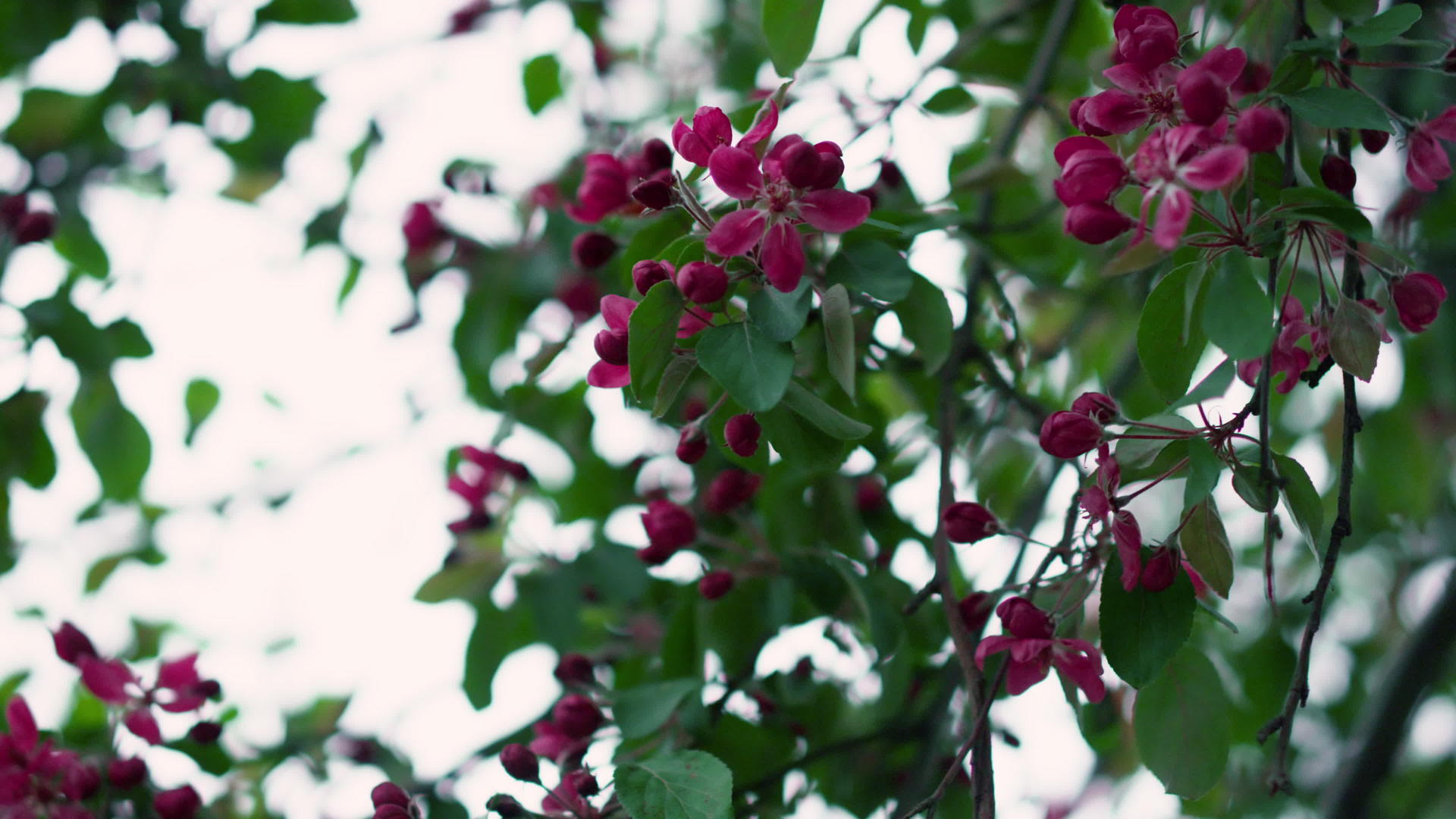 树花的美丽景色在绿叶间的白天绽放视频的预览图