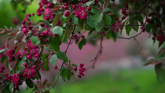 在公园里开花的紫树花在新鲜的叶子里视频的预览图