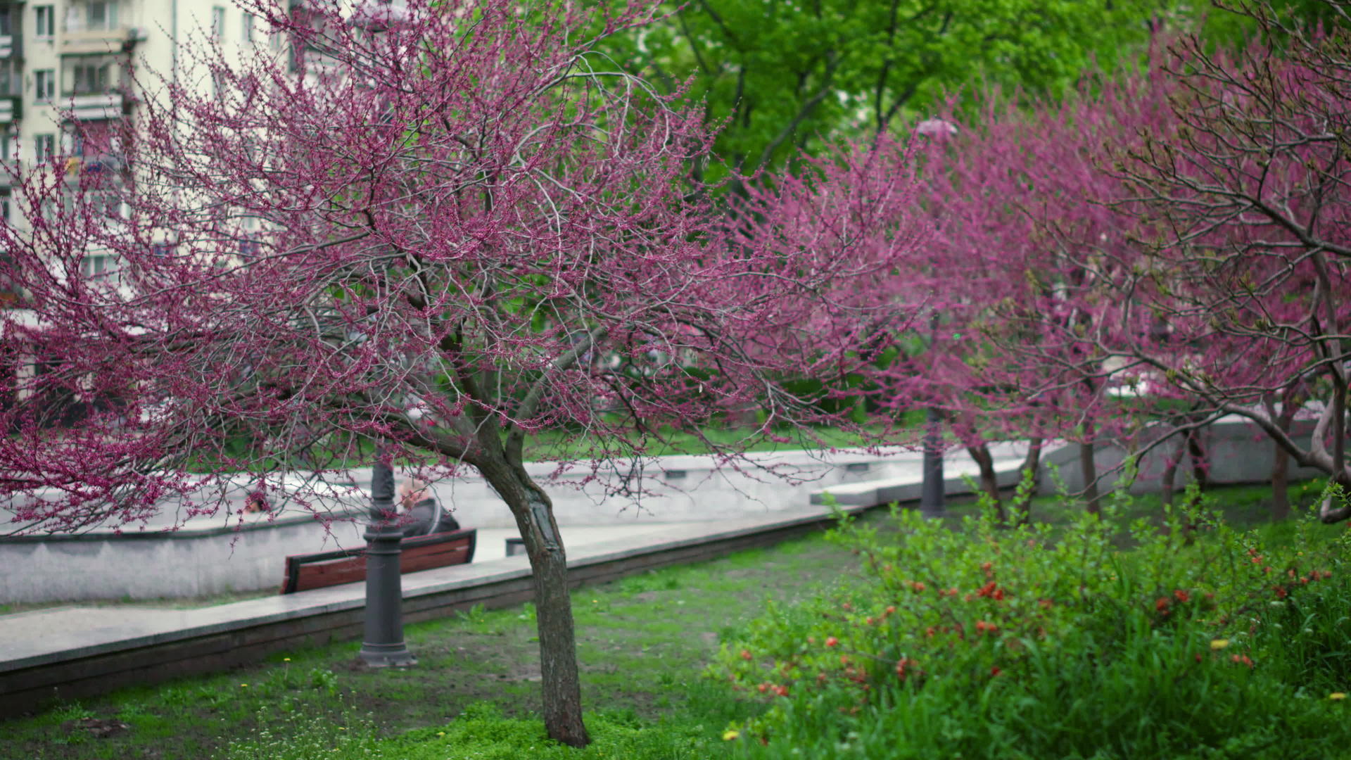 在公园的长凳上粉红色的樱花树盛开视频的预览图