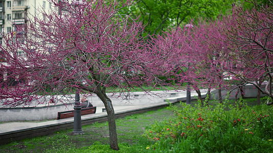 在公园的长凳上粉红色的樱花树盛开视频的预览图