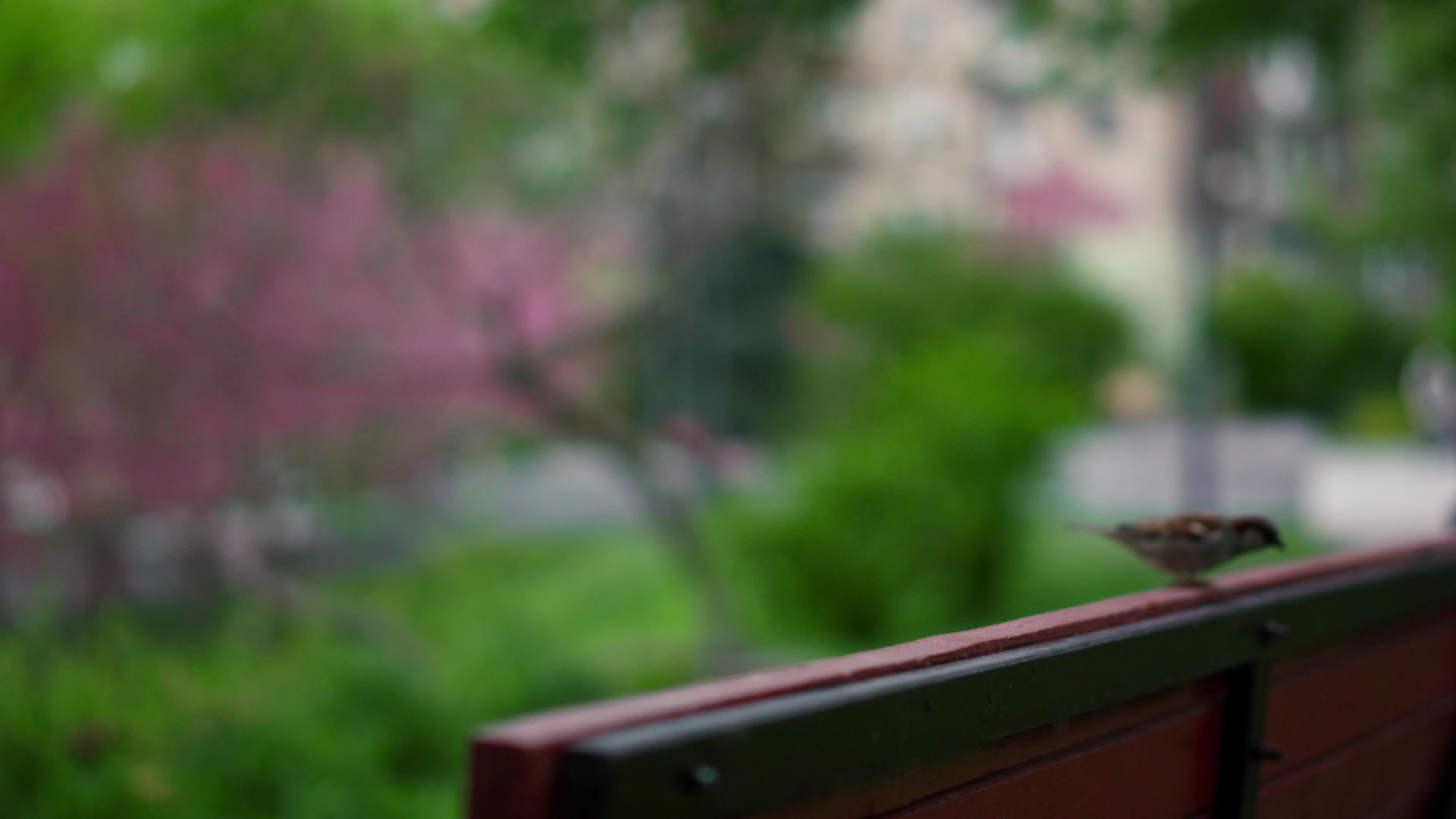 鸟儿坐在木凳上树上鲜花盛开视频的预览图